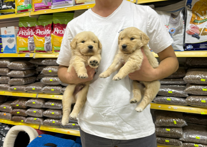 Golden Retriever Yavrularımız Evinizin Neşesi Olacaktır